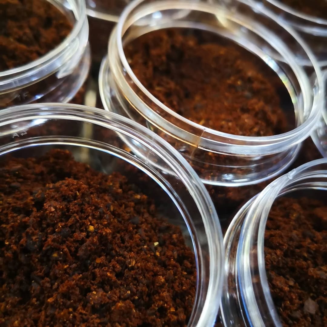 قرنفل مطحون