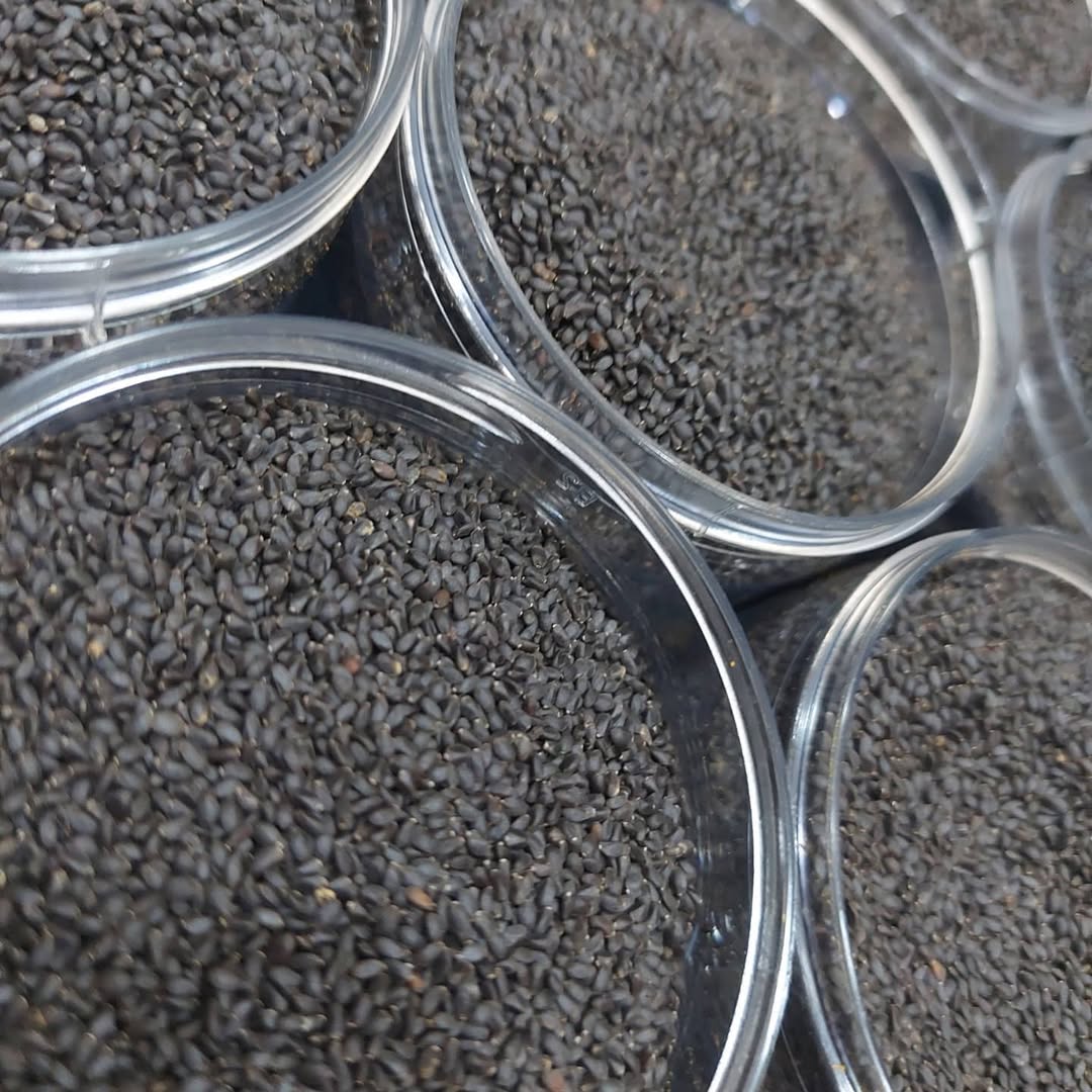 Khawaja Ibrahim seeds (Basil seeds)