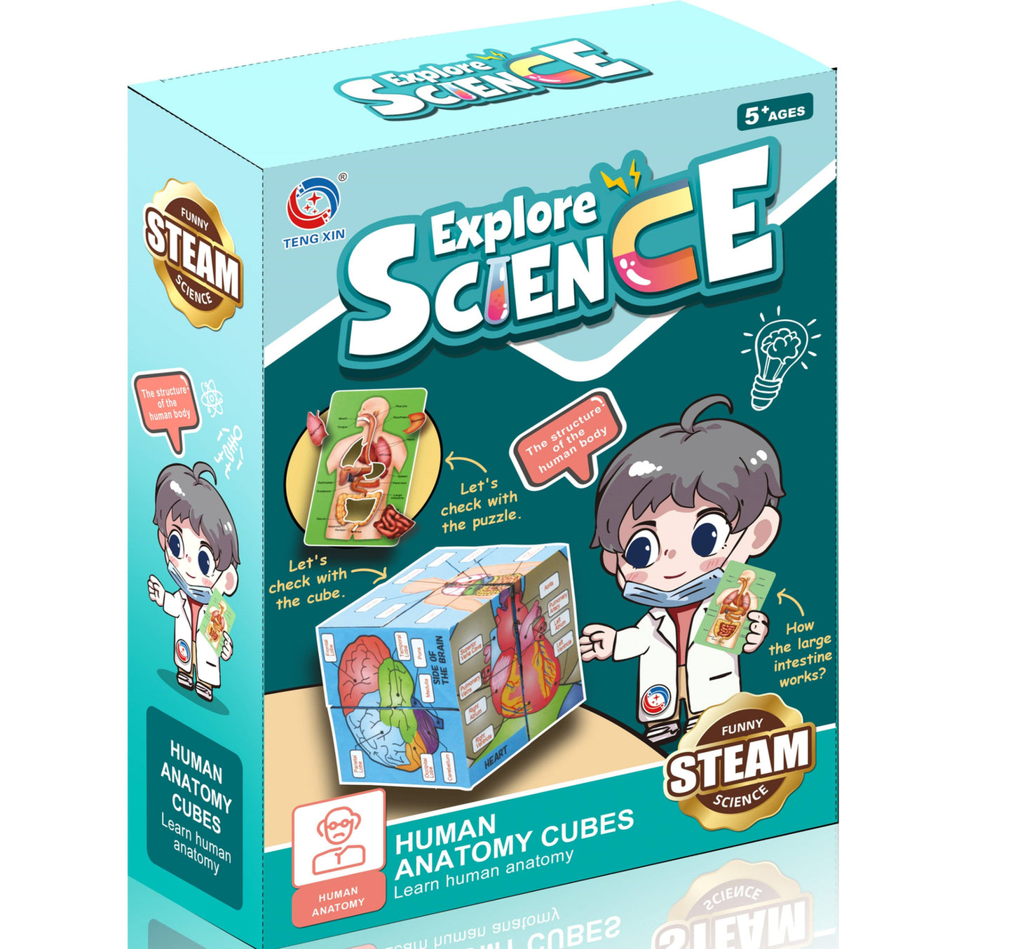 Teng Xin Explore Science Human Anatomy Cubes, TXL-118