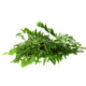 Curry Leaves India 1 bunch