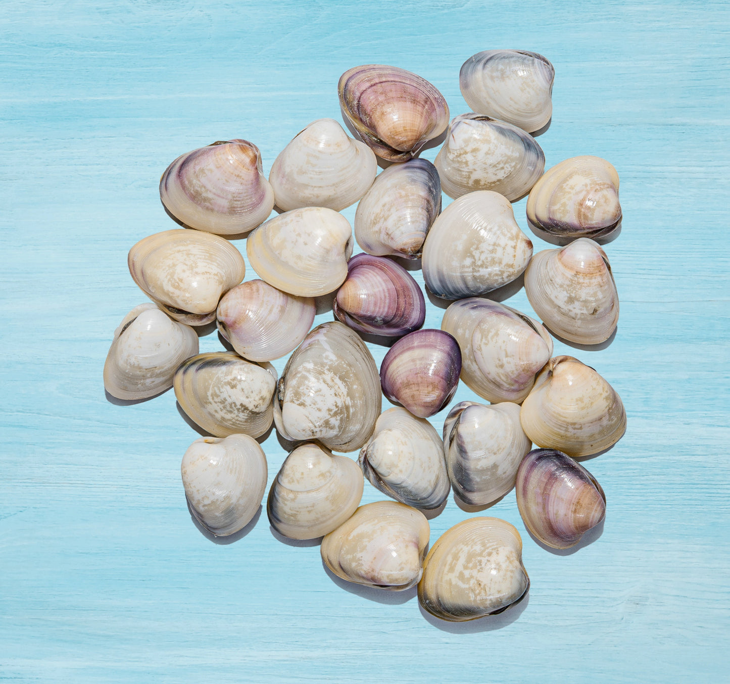 Clams Big With Shell 500 g