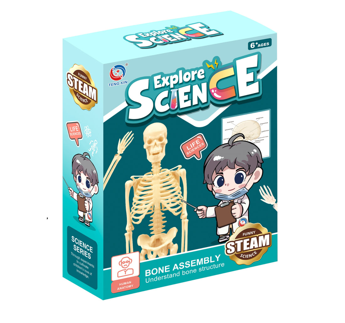 Teng Xin Explore Science Human Bone Play Set, TXL-117
