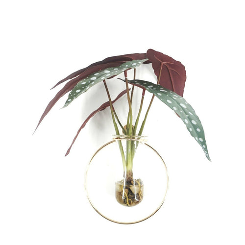 Maple Leaf Plant in Glass Bottle with Wall Frame 3366