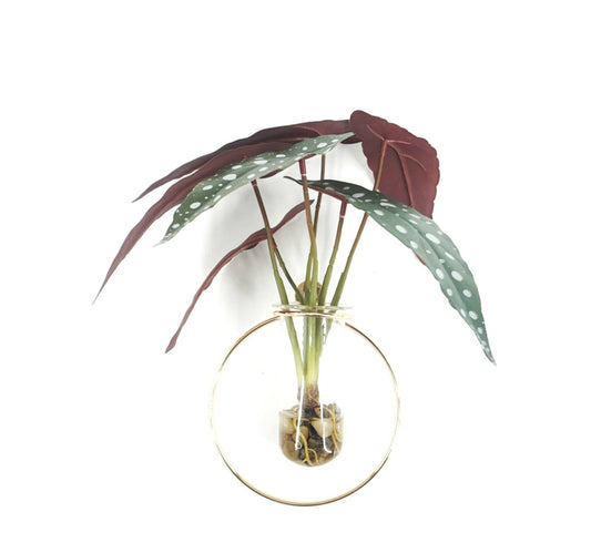 Maple Leaf Plant in Glass Bottle with Wall Frame 3366