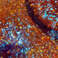 Bahraini daqoos ajar Shefs