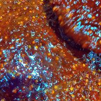 دقوس بحريني مفتوح