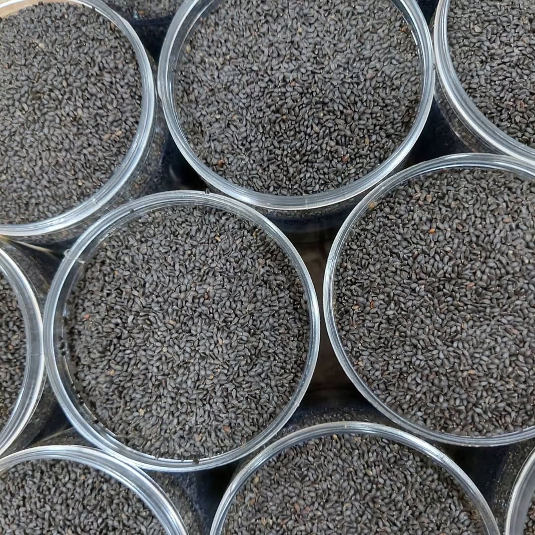 Khawaja Ibrahim seeds (Basil seeds)