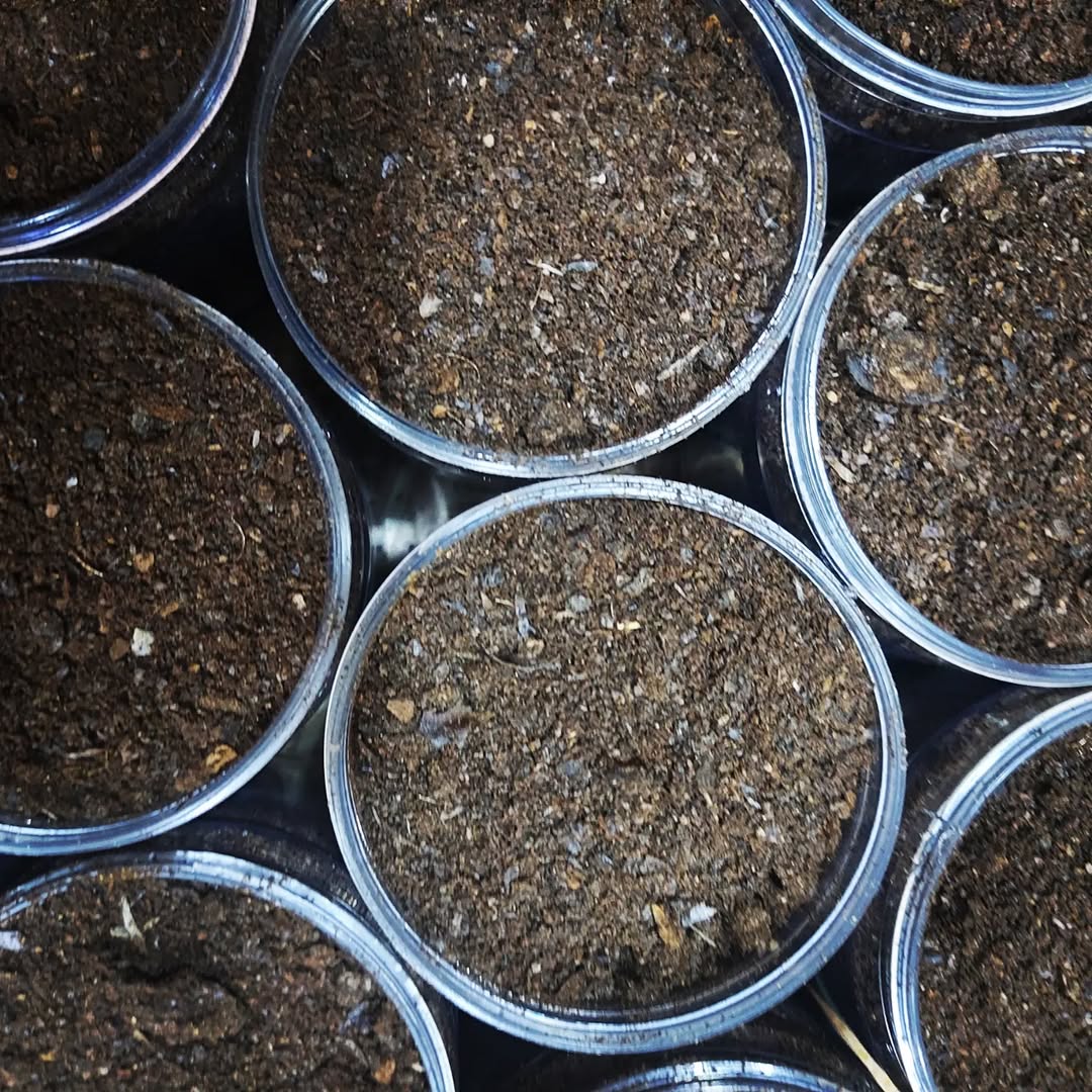 Ground Black Lime