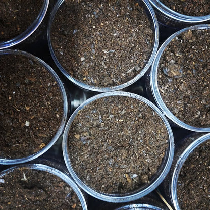 Ground Black Lime