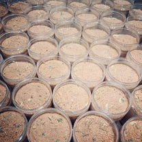 خليط الكزبرة والثوم والبصل والتوابل