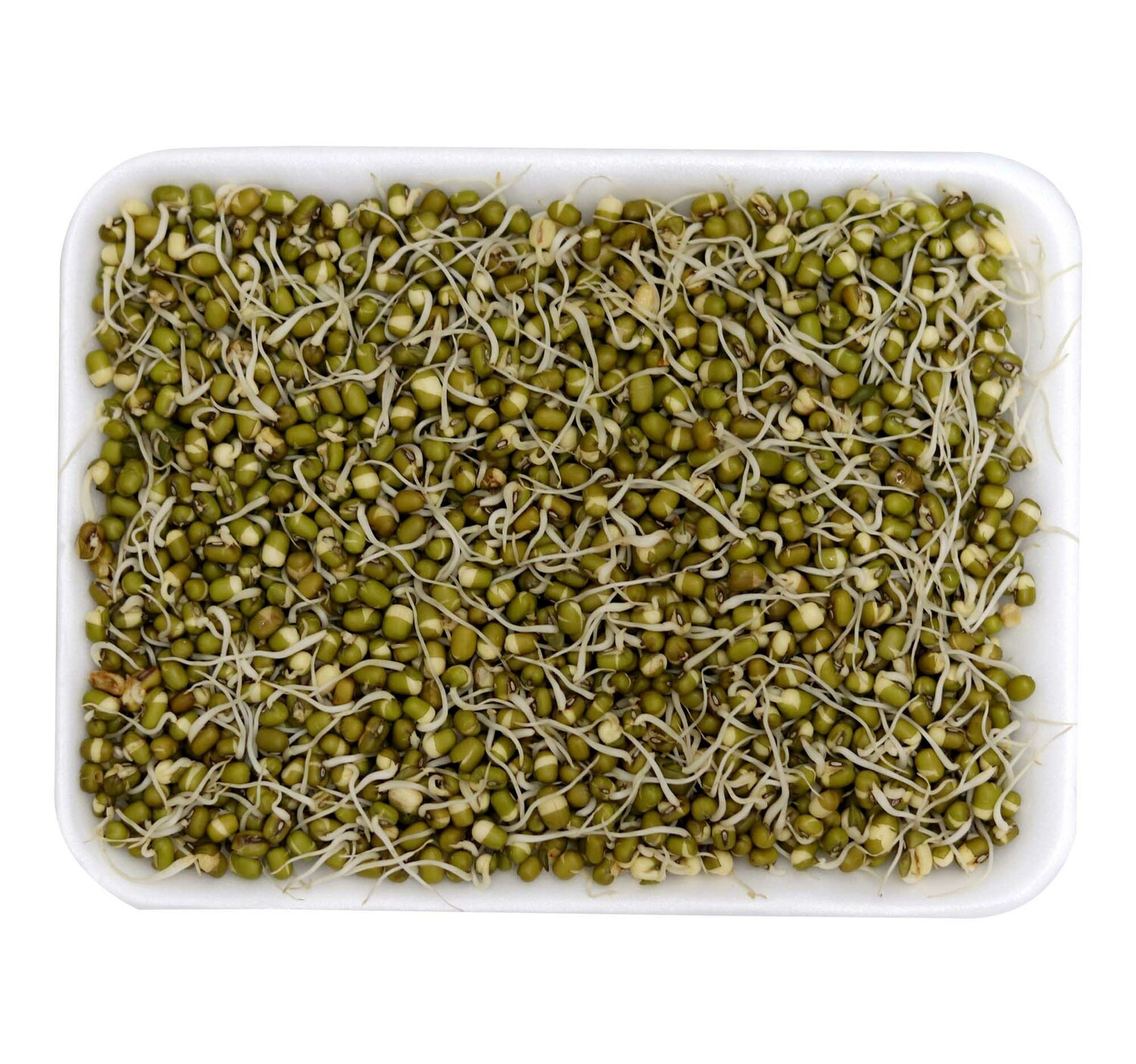 Beans Sprout 1 pkt