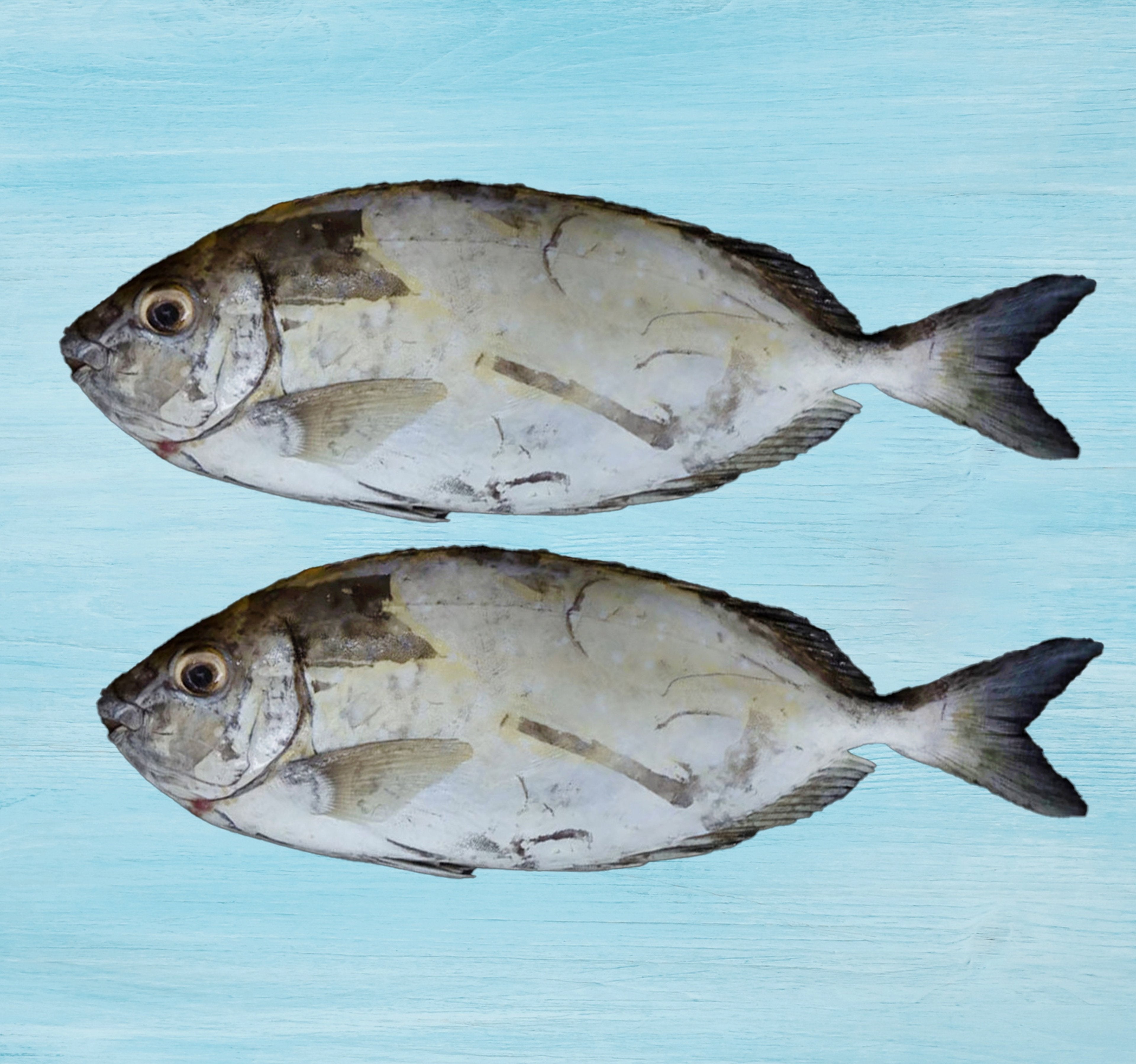 Fresh Safi Fish Medium Whole Cleaned 1 kg – Shefs