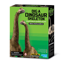 حفريات هيكل عظمي لـ Branchisaurus 3237