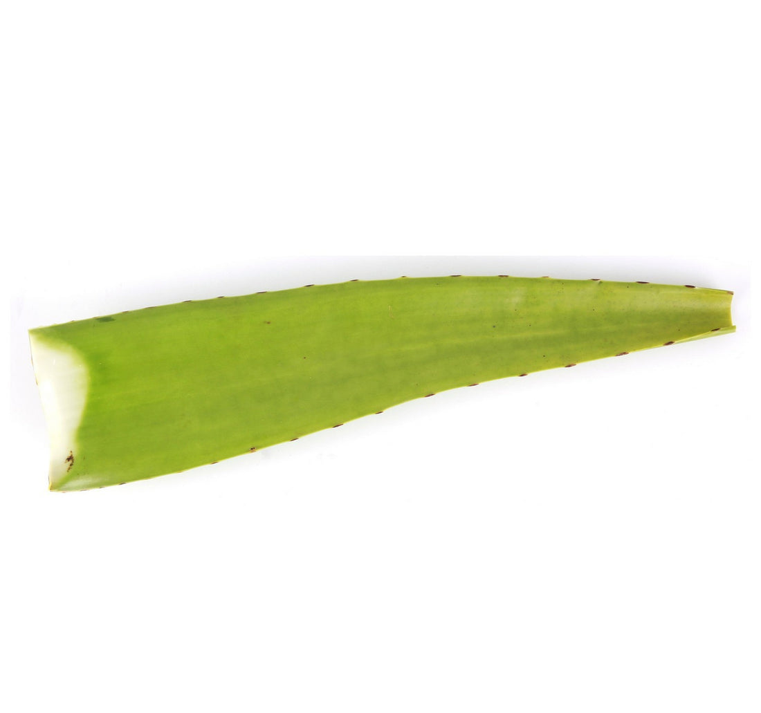 Aloe Vera Leaves Indonesia 1 pc
