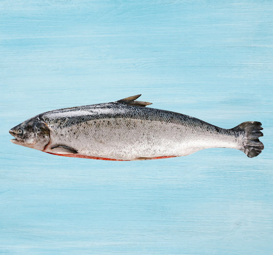 Scottish Whole Salmon Gutted 4 kg to 5 kg