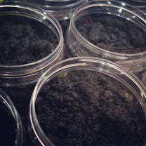 جميع أنواع البخور واللبان