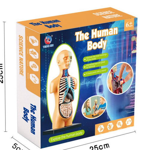 Teng Xin The Human Body Model, TXMR025