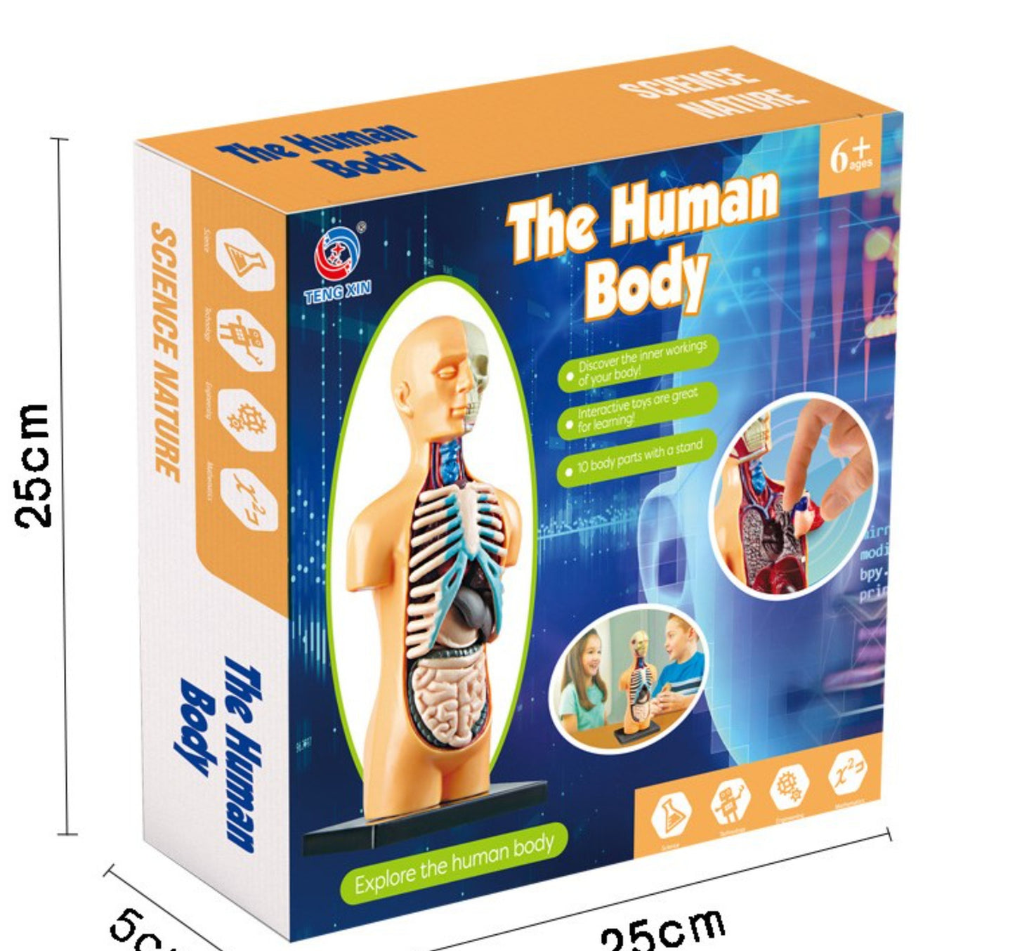 Teng Xin The Human Body Model, TXMR025