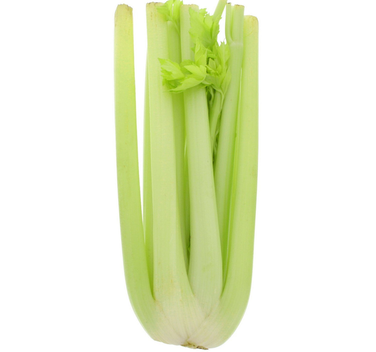 Celery Spain 500 g