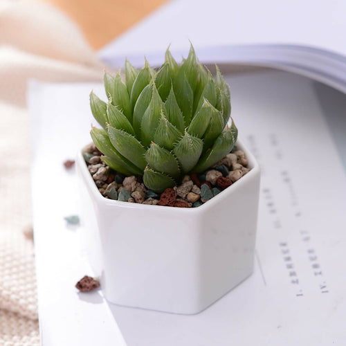 Maple Leaf 6pcs Flower Pot With Wooden Tray JL9115