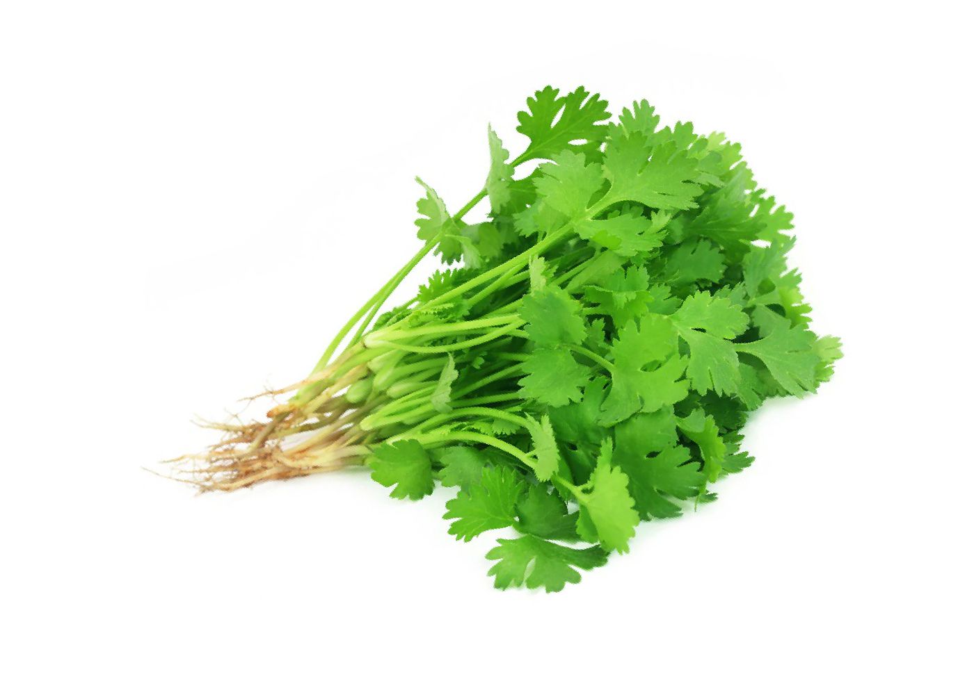 Coriander Leaves