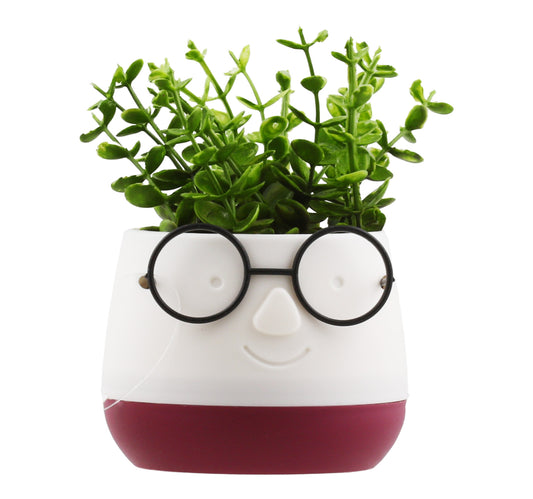 Maple Leaf Home Eva Flower With Pot Glass 9 x 14cm Assorted Colors