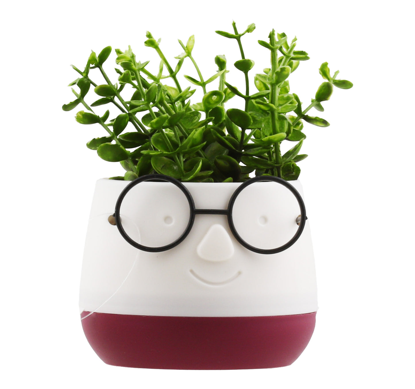 Maple Leaf Home Eva Flower With Pot Glass 9 x 14cm Assorted Colors