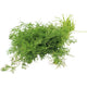 Spint Leaves (Dill) 1 Bunch