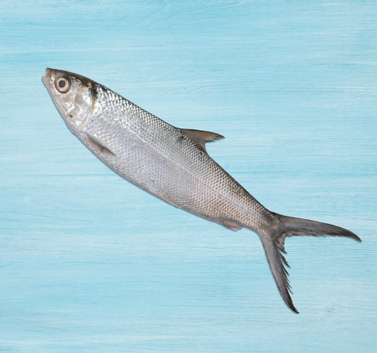 Fresh Milk Fish Whole Cleaned 1 kg