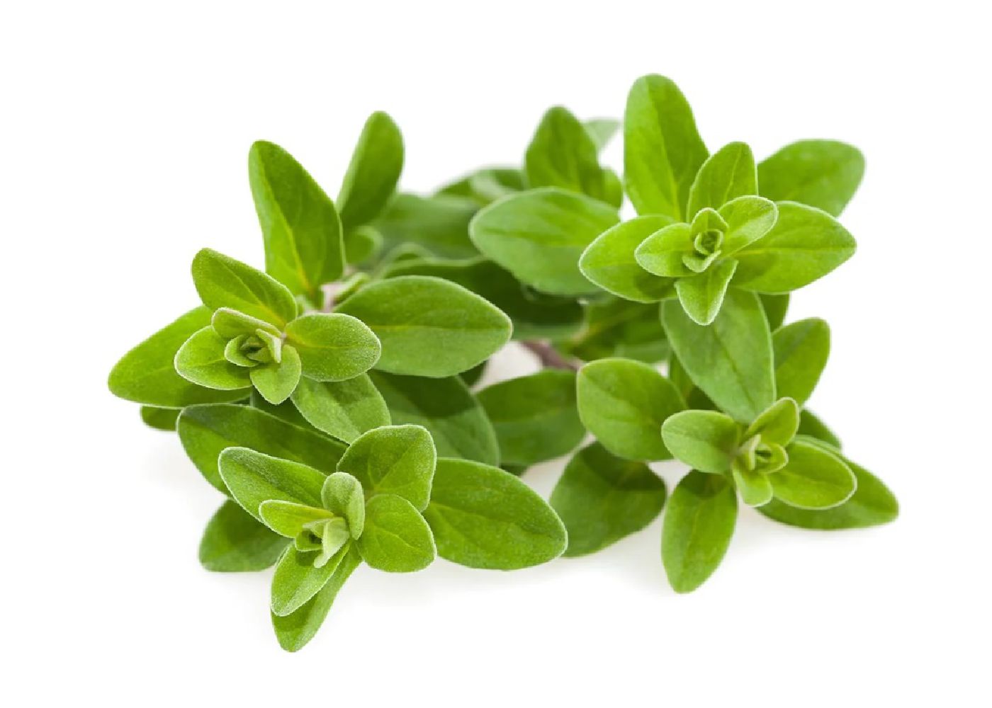 Marjoram