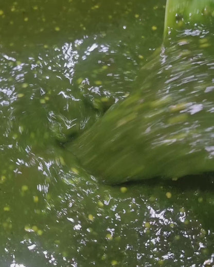 Green pepper sauce