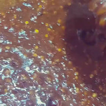 دقوس بحريني مفتوح