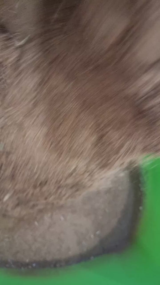 Coriander with garlic and onion